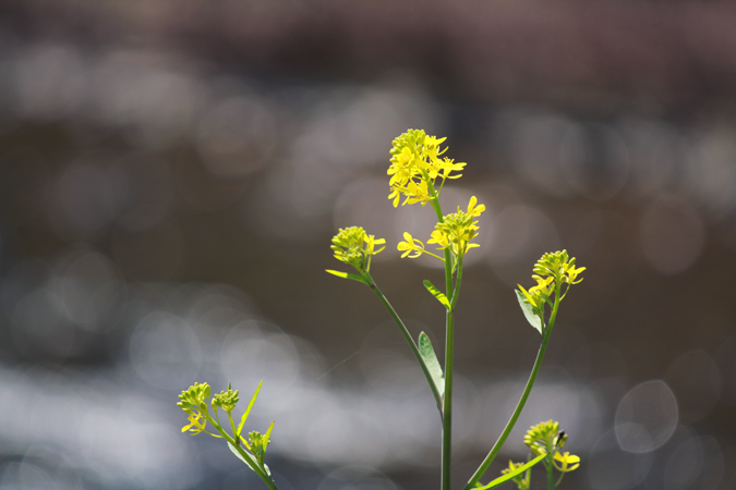 三重県津市の風景、菜の花