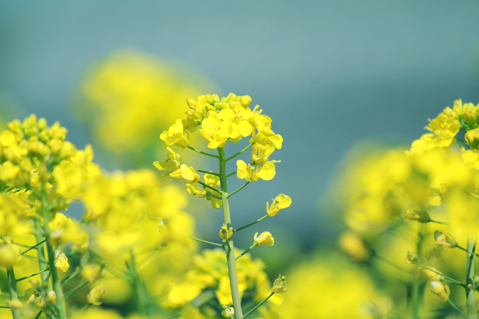 三重県津市の風景、菜の花