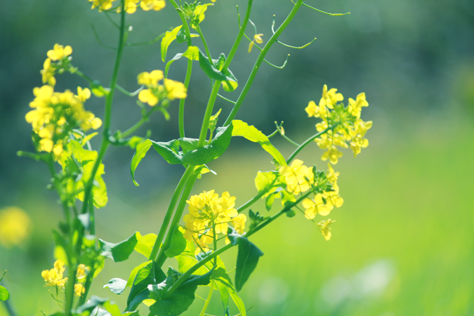 三重県津市の風景、菜の花