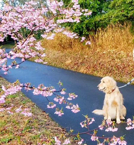 朝の散歩